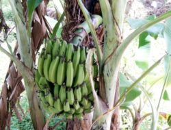 Aneh‼️Pohon Pisang Berbuah di Tengah Batang, Mebuat Keluarga Sukaryono Terkejut