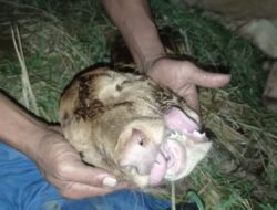 Aneh Tapi Nyata!! Anak Sapi Bermata Tiga dan Bermulut dua