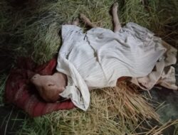Sungguh kasihan!! Nasib Sapi Bermata Tiga Bermulut dua Mati