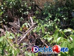 Miris!! Kawasan Hutan Bakau di Dukuh Bugeman Terancam Rusak Dan Punah, Berikut Faktanya