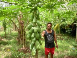 Petani Buah Pepaya Keluhkan Menurunnya Harga Pasar