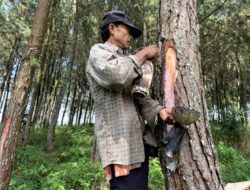 ADM Lawu Ds Berterimakasih ke Keluarga Pak Salim Penyadap Getah Pinus