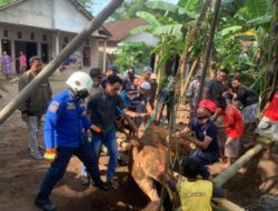 Tim Damkar Bondowoso Lakukan Evakuasi Sapi Milik Warga Penanggungan