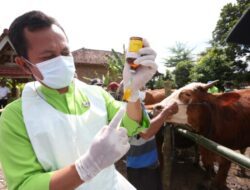 Cegah Penyebaran PMK, Pemkab Banyuwangi Lakukan Surveilans Kesehatan Hewan Ternak