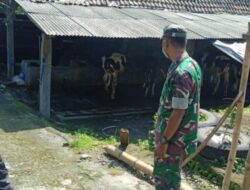 Sinergitas Bhabinkamtibmas dan Babinsa Monitoring Hewan Ternak Antisipasi Wabah PMK