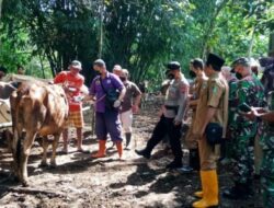 Polsek Kabat Bersma Petugas Kesehatan Hewan, Melakukan Vaksinasi Tahap Satu