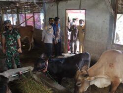 Bupati Bondowoso di Dampingi Kapolres Tinjau Langsung Vaksinisasi (PMK)