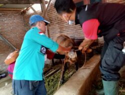 Door to door, Polsek Curahdami Kawal Vaksinasi Hewan Ternak