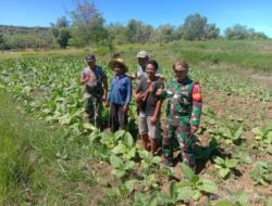 Lebih dekat ke Rakyat Petani, Anggota Koramil 0827/20 Sapudi ikut jadi Petani.