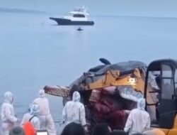 Paus Sperma Yang Terdampar di Pantai Bulusan Banyuwangi, Akhirnya Mati