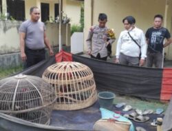 Judi Sabung Ayam di Asembagus di Gerebek, Sejumlah Barang Bukti Berhasil Amankan Polisi