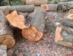 Berikut fakta yang terjadi di Lapangan tentang Beredarnya Informasi Hoax dan Tudingan Tentang adanya Penebangan Ilegal Beberapa Jenis Kayu di Kawasan RPH Bungatan