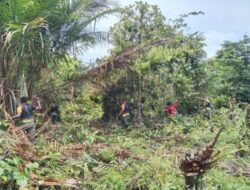 Satgas Satuan Organik Yonif Raider 514/SY/9/2 Kostrad Bersama Warga Olah Lahan Tidur Jadi Lahan Produktif 