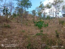 Lahan Garapan Warga di Rampas Perhutani, Kades Kayumas Diam Saja
