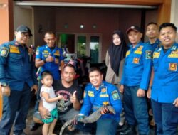 Tim Damkar Bondowoso Berhasil Tangkap Biawak Yang Meresahkan Warga