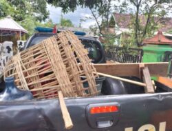 Diduga Penggerebekan Bocor, Petugas Polsek Banyuputih Tidak Menemukan Adanya Aktivitas Sabung Ayam