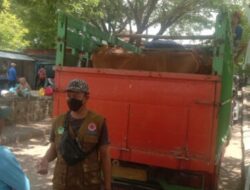 Pengiriman 9 Sapi Sapudi ke Jangkar, Apakah PMK di Situbondo Sudah Berakhir