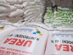 Tidak Kebagian Pupuk Gratis, Puluhan Petani Tanjung Kamal Menangis