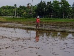 Unik, Benih Padi Hendak Ditanam Hilang