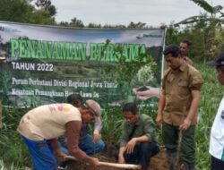 Aksi Penanaman Tanaman MUK Oleh Perhutani Lawu Ds