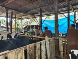 Cegah PMK, Polres Ponorogo Bantu Kelancaran Vaksinasi Ternak