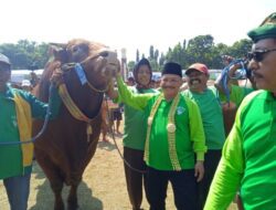 Apresiasi Anemo Peternak Sapi, Kontes Sapi Perdana Bakal Jadi Event Tahunan