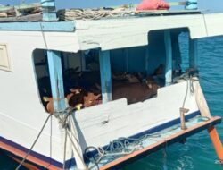 Menjelang Hari Raya Idul adha 1444 H, Pengiriman Sapi Dari Sapudi Tujuan Situbondo Mulai Normal