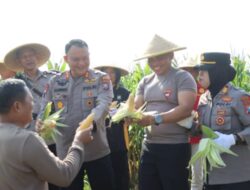 Dukung Ketahanan Pangan, Polres Blitar Panen Jagung di Lahan Tidur