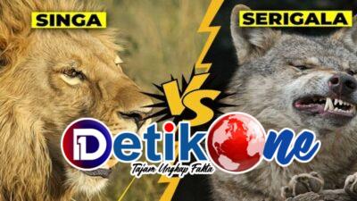 Singa dan Serigala