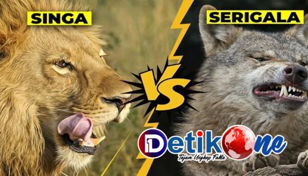 Singa dan Serigala