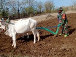 Sinergi Babinsa Desa Gua-Gua Bantu Petani Bajak Tanah