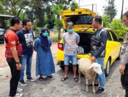 Beraksi Menggunakan Mobil Mewah, Pasutri Curhewan Kambing Ditangkap Polisi