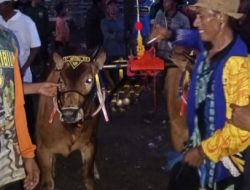 Karapan Sapi Piala Kades Cup Pancor