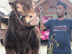 Sambut Hari Raya Idul Adha, Nasim Khan Kurban Sapi Limusin Berbobot 1,3 Ton 