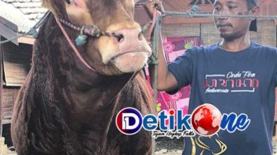 Sambut Hari Raya Idul Adha, Nasim Khan Kurban Sapi Limusin Berbobot 1,3 Ton