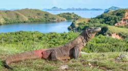 Liburan Seru ke Pulau Komodo