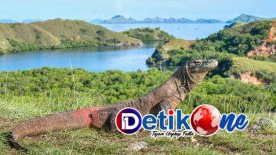 Liburan Seru ke Pulau Komodo