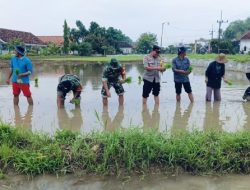 Gerak Tanam Padi Dukung Ketahanan Pangan di Sumenep