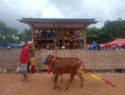 Kapolsek dan Danramil Sapudi Hadiri Karapan Sapi Perdana di Lapangan Desa Gendang Timur