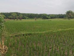 LSM Teropong Soroti Penyalahgunaan Tanah Negara di Desa Mlandingan Wetan, Situbondo