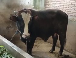 Diduga Ada Penyimpangan Dana, BUMDes Cemerlang Desa Plerean Disorot Warga