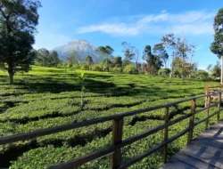 Wisata Alam Jawa Tengah: Surga Pegunungan, Pantai, dan Negeri di Atas Awan