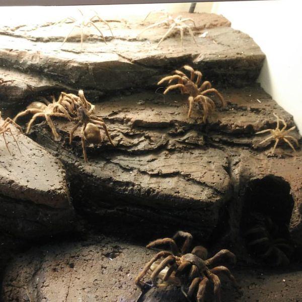 Suasana Batu di Pulau Jawa