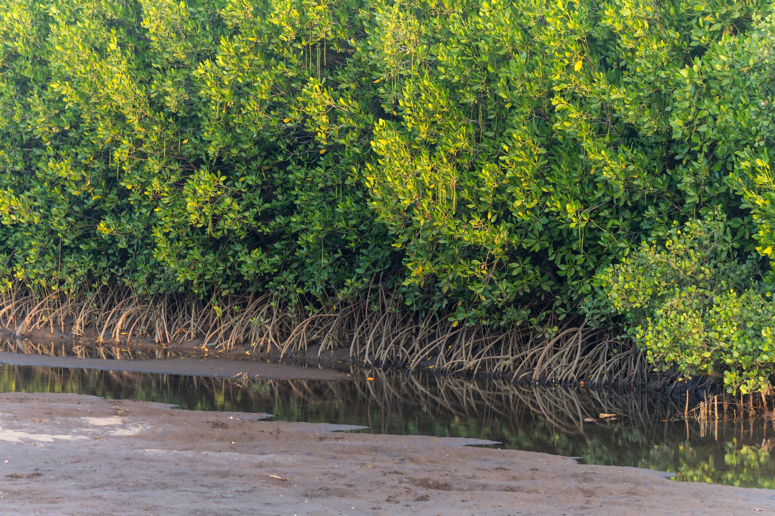mangrove probolinggo dan kuliner pesisir