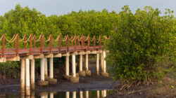 Rute Pagi Probolinggo: Jelajah Mangrove Paiton lalu Makan Ikan Bakar di Pesisir