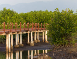 Rute Pagi Probolinggo: Jelajah Mangrove Paiton lalu Makan Ikan Bakar di Pesisir