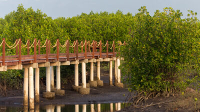 Jembatan kayu menuju kawasan mangrove di Paiton Probolinggo