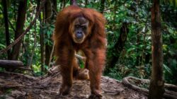 rute sehari Kota Lama Semarang