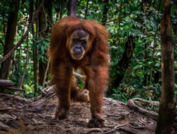 Rute sehari di Kota Lama Semarang: jalan kaki, museum, dan kuliner malam tanpa muter