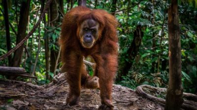rute sehari Kota Lama Semarang